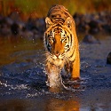 Tiger Trails with Khajuraho